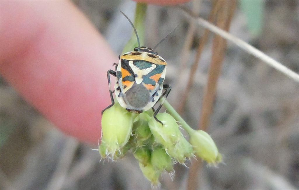 Pentatomidae coloratissimo:  Eurydema ornata della Campania